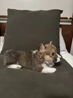 Fleur, a female Pembroke Welsh Corgi for sale in Charlotte, NC – Photo 3 of 5