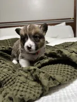 Fleur, a female Pembroke Welsh Corgi for sale in Charlotte, NC – Photo 4 of 5