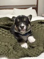 George, a male Pembroke Welsh Corgi for sale in Charlotte, NC – Photo 3 of 6