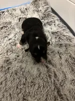 George, a male Pembroke Welsh Corgi for sale in Charlotte, NC – Photo 6 of 6