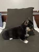 George, a male Pembroke Welsh Corgi for sale in Charlotte, NC – Photo 4 of 6