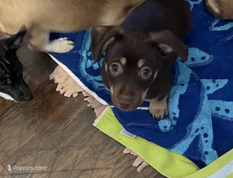 Big boy – Chihuahua puppy for sale in Antelope, CA