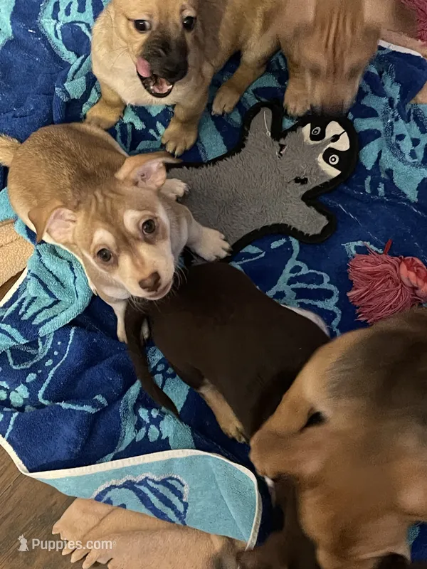 Bandit  – Chihuahua puppy for sale in Antelope, CA