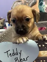 Teddy, a male Chihuahua for sale in Antelope, CA – 2 of 3