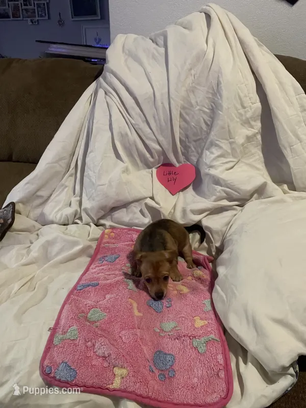 Little lily – Chihuahua puppy for sale in Antelope, CA