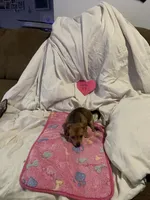 Little lily, a female Chihuahua for sale in Antelope, CA – 1 of 3