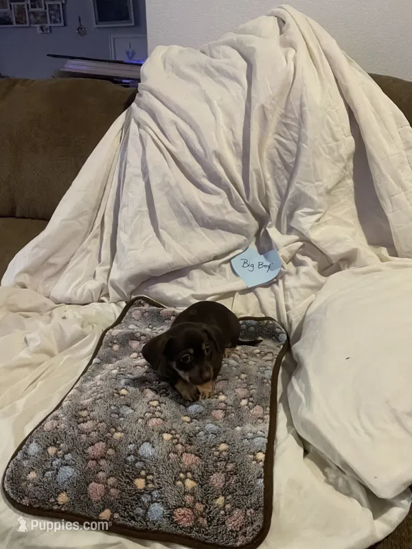 Big boy – Chihuahua puppy for sale in Antelope, CA