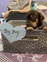 Big boy, a male Chihuahua for sale in Antelope, CA – 2 of 3