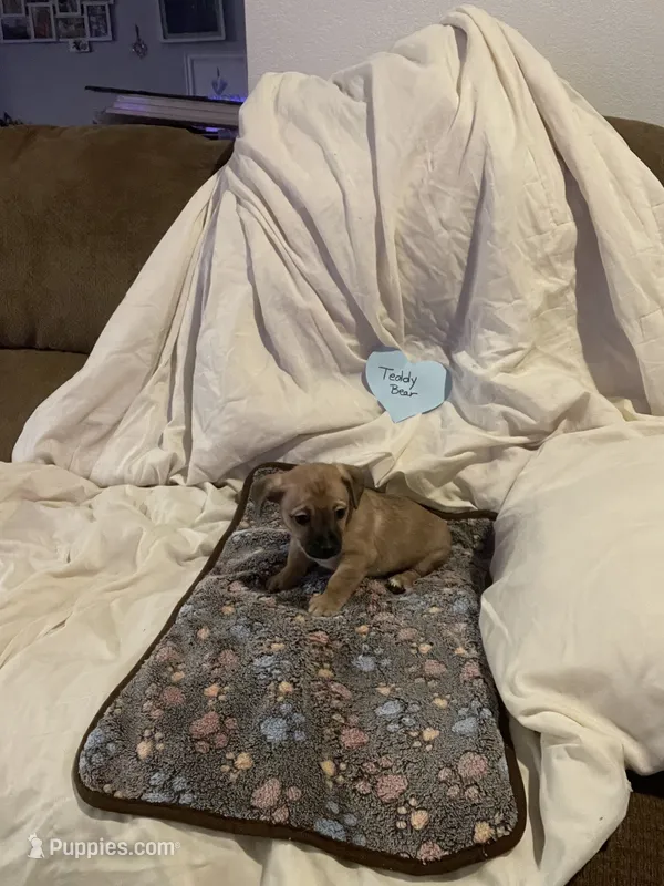 Teddy – Chihuahua puppy for sale in Antelope, CA