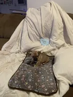 Teddy, a male Chihuahua for sale in Antelope, CA – 1 of 3