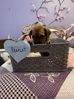 Peanut, a male Chihuahua for sale in Antelope, CA – 2 of 3