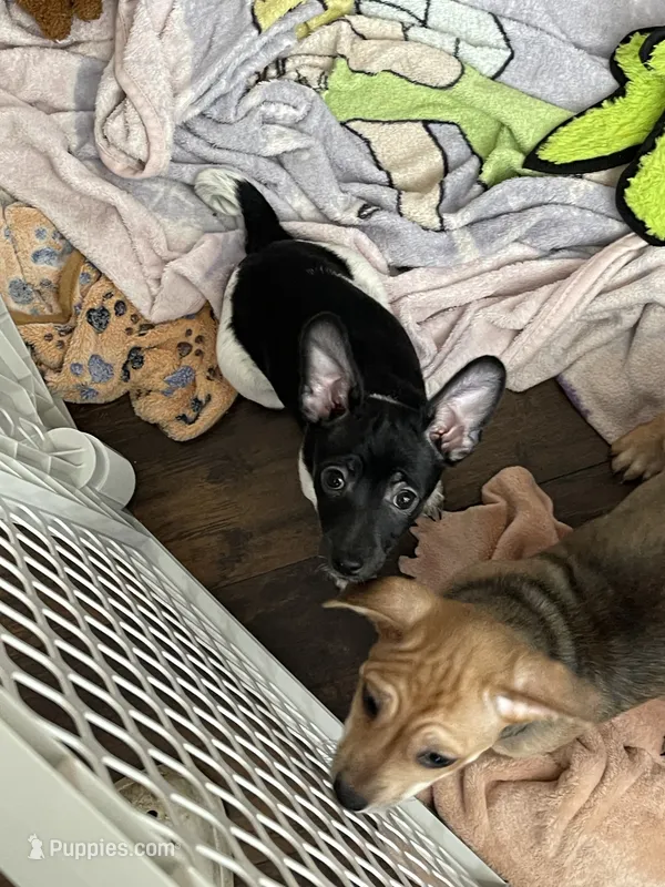 Kimmy – Chihuahua puppy on hold in Antelope, CA