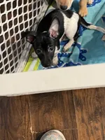 Kimmy, a female Chihuahua for sale in Antelope, CA – 5 of 5
