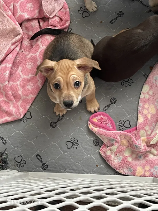 Cutie – Chihuahua puppy for sale in Antelope, CA