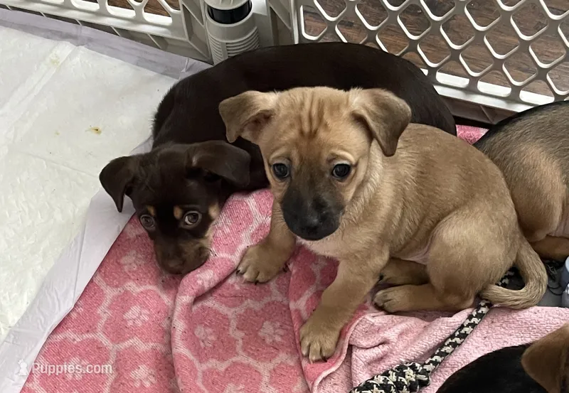 Big boy – Chihuahua puppy on hold in Antelope, CA