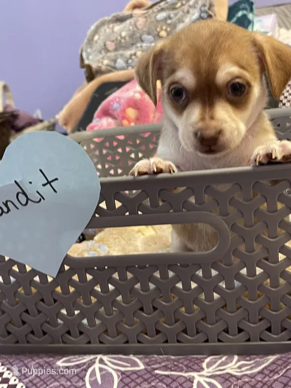Bandit  – Chihuahua puppy for sale in Antelope, CA