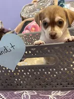 Bandit , a male Chihuahua for sale in Antelope, CA – 1 of 2