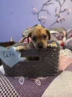 Cutie, a male Chihuahua for sale in Antelope, CA – 3 of 3