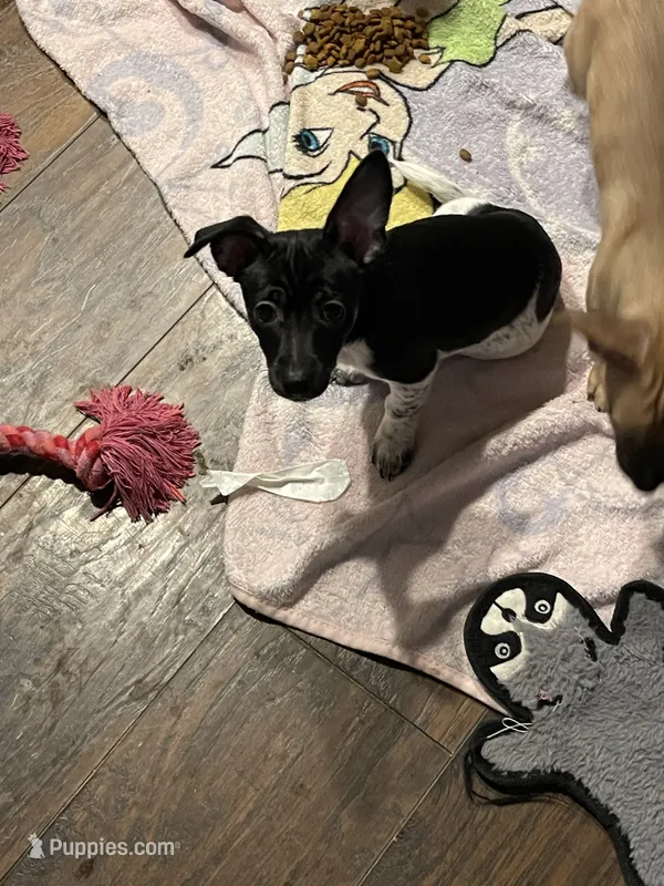 Kimmy – Chihuahua puppy for sale in Antelope, CA