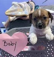 Baby, a female Chihuahua for sale in Antelope, CA – 2 of 2