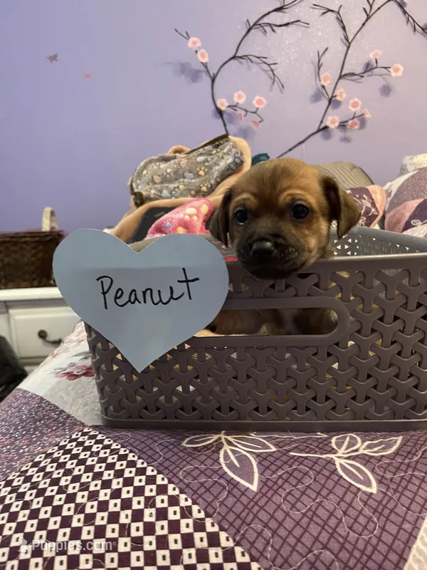 Peanut – Chihuahua puppy for sale in Antelope, CA