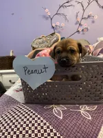 Peanut, a male Chihuahua for sale in Antelope, CA – 1 of 3