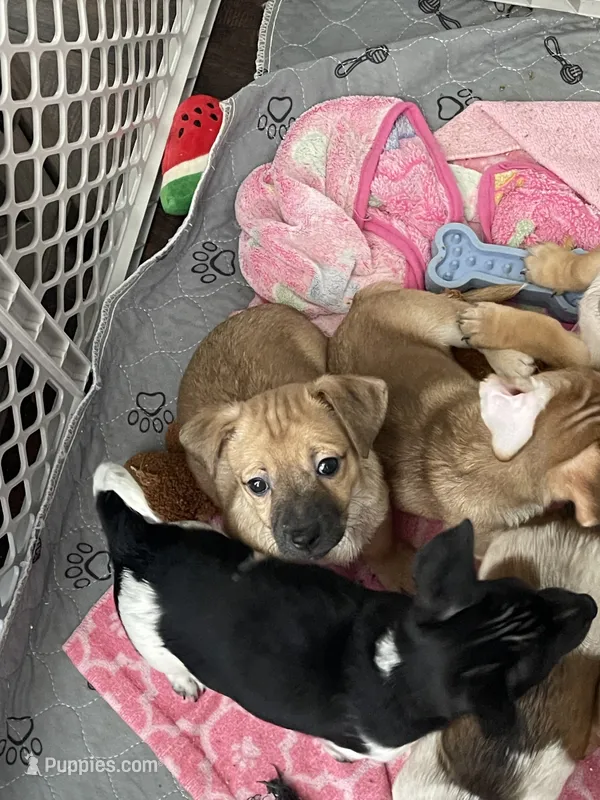 Teddy – Chihuahua puppy for sale in Antelope, CA