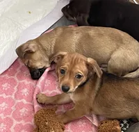 Little lily, a female Chihuahua for sale in Antelope, CA – 2 of 3