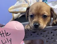 Little lily, a female Chihuahua for sale in Antelope, CA – 3 of 3