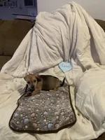 Cutie, a male Chihuahua for sale in Antelope, CA – 2 of 3