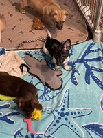 Kimmy, a female Chihuahua for sale in Antelope, CA – 4 of 5