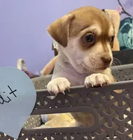 Bandit , a male Chihuahua for sale in Antelope, CA – 2 of 2