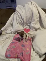Baby, a female Chihuahua for sale in Antelope, CA – 1 of 2