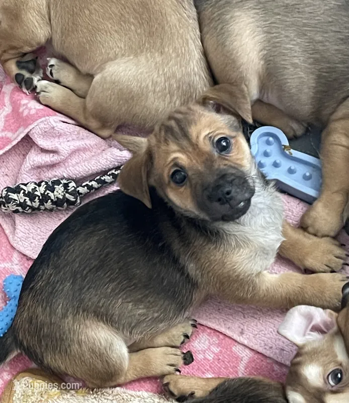 Peanut – Chihuahua puppy for sale in Antelope, CA
