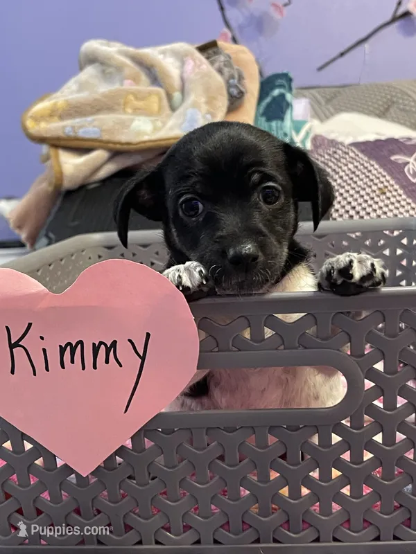 Kimmy – Chihuahua puppy for sale in Antelope, CA