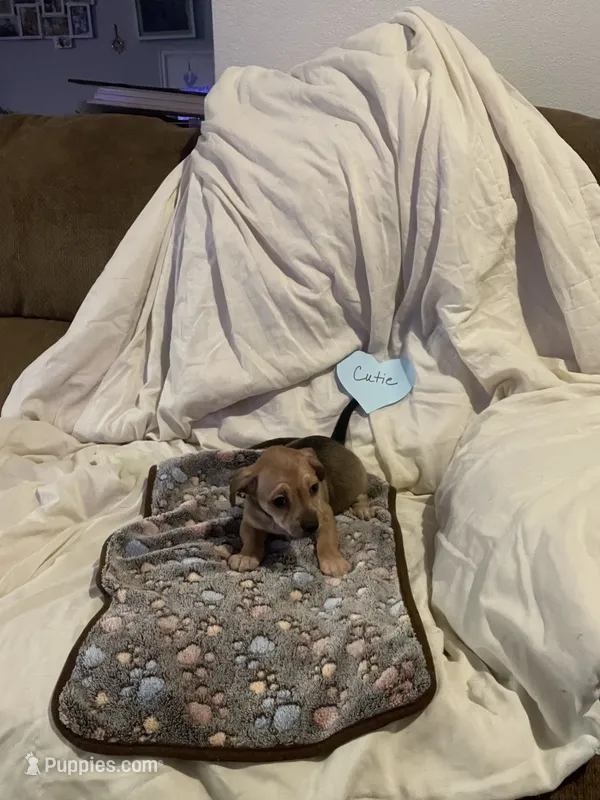 Cutie – Chihuahua puppy for sale in Antelope, CA