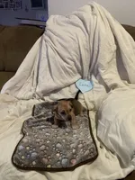 Cutie, a male Chihuahua for sale in Antelope, CA – 1 of 3