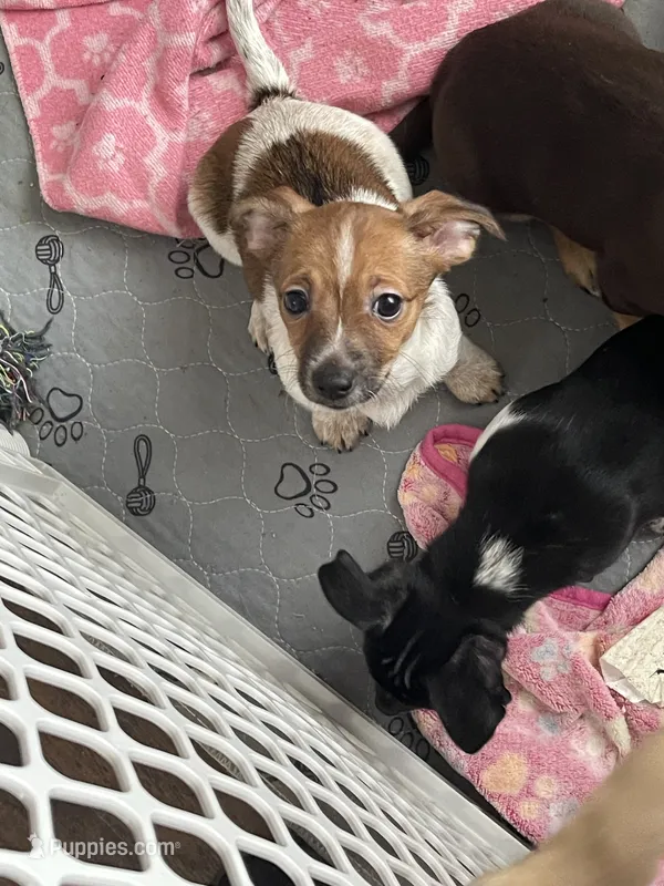 Baby – Chihuahua puppy for sale in Antelope, CA