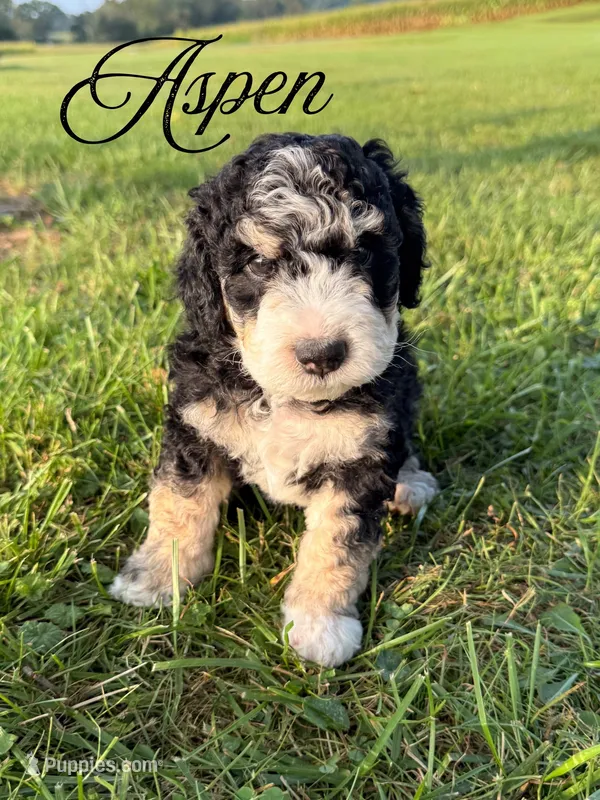 Aspen – Aussiedoodle puppy for sale in Lexington, KY