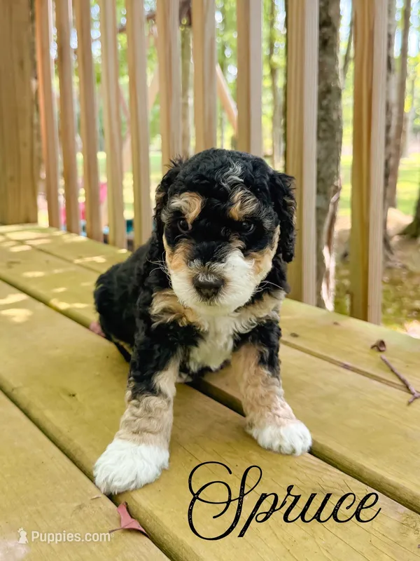 Spruce  – Aussiedoodle puppy for sale in Lexington, KY