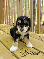 Spruce , a male Aussiedoodle for sale in Lexington, KY – 1 of 2