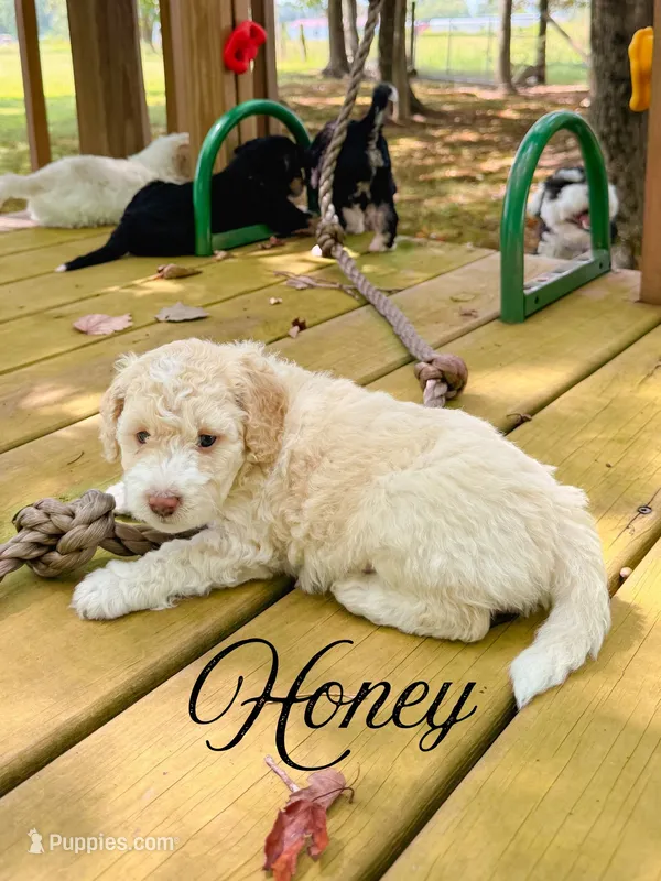 Honey – Aussiedoodle puppy for sale in Lexington, KY