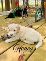 Honey, a female Aussiedoodle for sale in Lexington, KY – 1 of 1