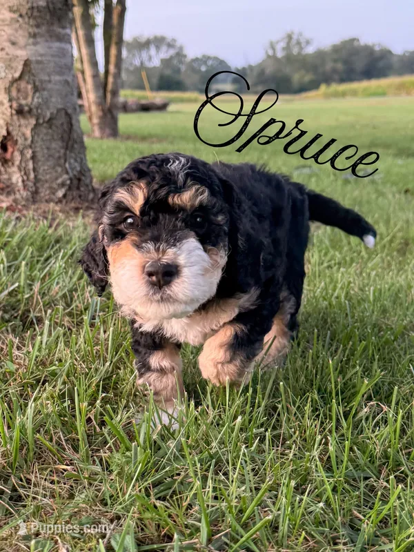Spruce  – Aussiedoodle puppy for sale in Lexington, KY