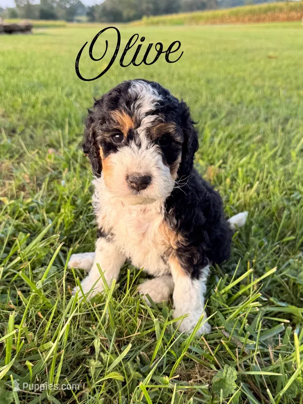 Olive – Aussiedoodle puppy on hold in Lexington, KY