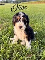 Olive, a female Aussiedoodle for sale in Lexington, KY – 1 of 3