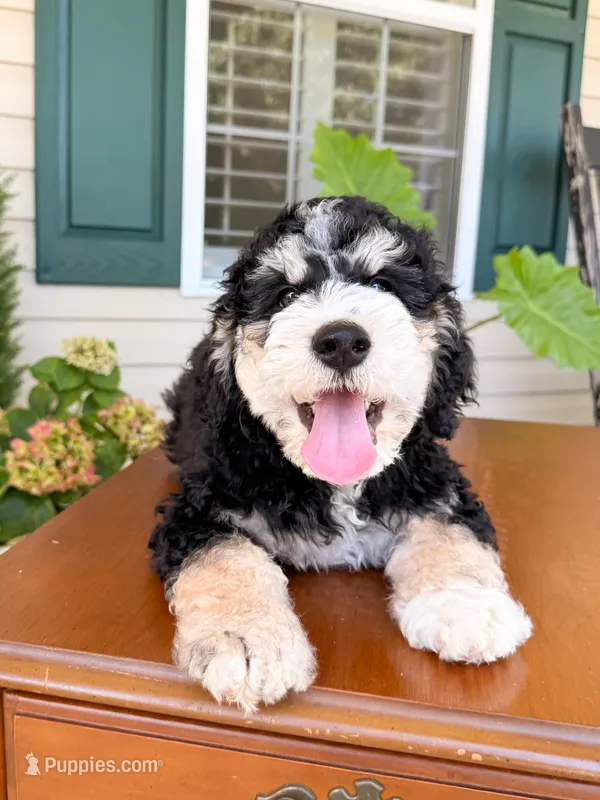 Aspen – Aussiedoodle puppy for sale in Lexington, KY