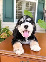 Aspen, a male Aussiedoodle for sale in Lexington, KY – 1 of 8