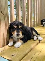 Maple, a female Aussiedoodle for sale in Lexington, KY – 2 of 3