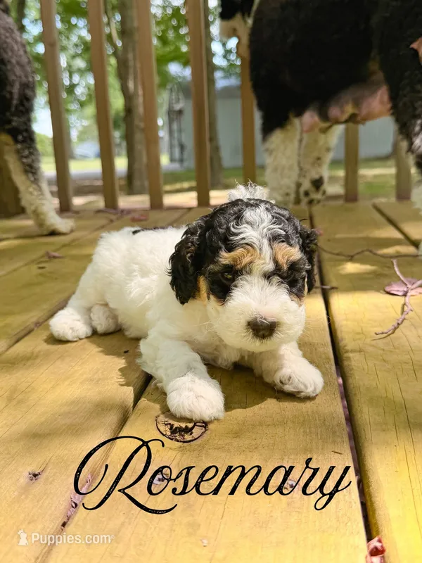 Rosemary  – Aussiedoodle puppy for sale in Lexington, KY